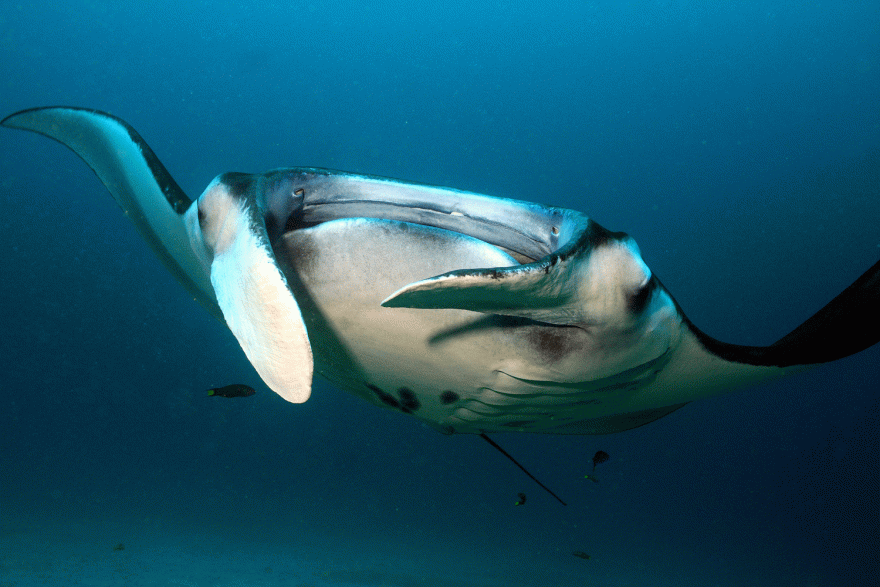 Manta tichomořská - Komodo