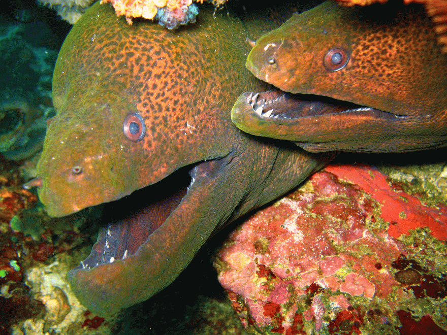 Murény jávské - Sumatra Weh