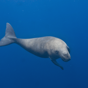 Severní Moluky - dugong