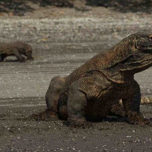 Varan Komodský - Komodo