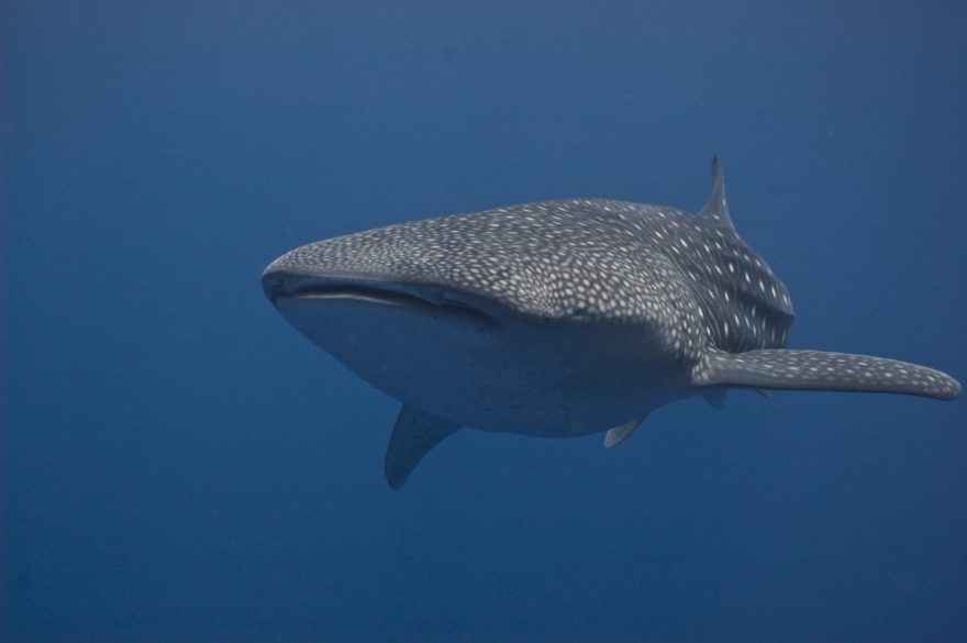 Žralok velrybí - Moluky, Bandské moře