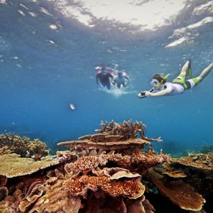 Korály, Velký bariérový útes