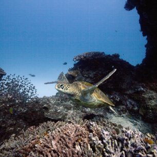 Želva na Velkém bariérovém útesy