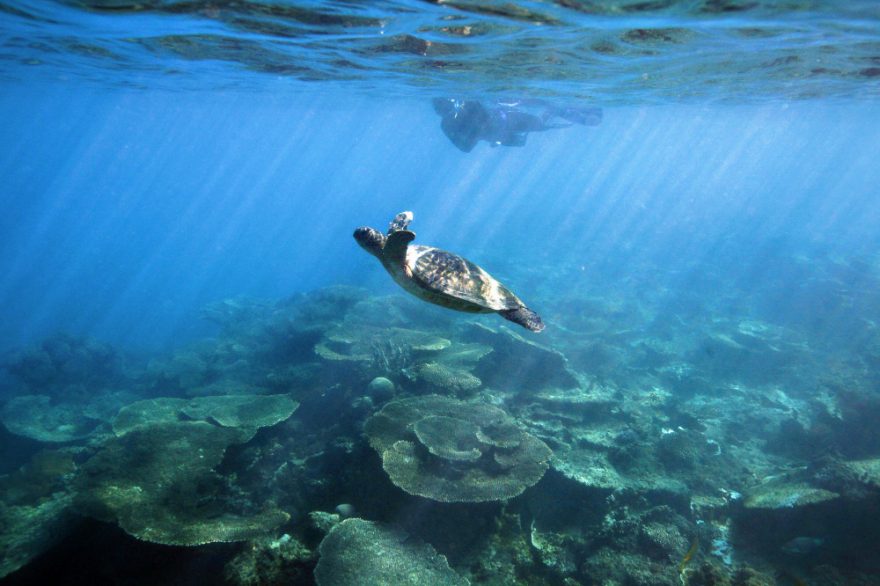 Velký bariérový útes nabízí i pohled na želvy