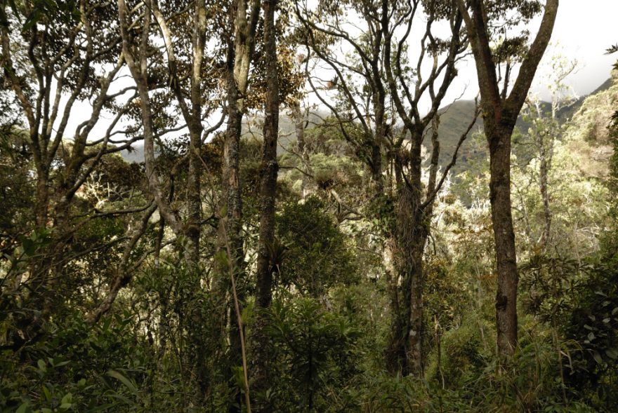 Interiér horského lesa