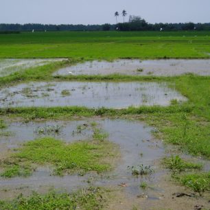 Rýžové pole je líhništěm přenašečů infekce