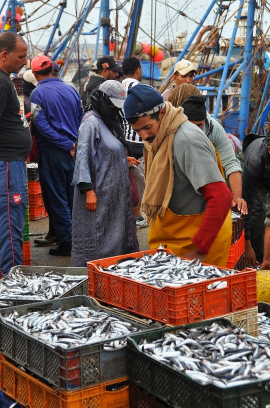 Essaouira, ráno sa v prístave predávajú ryby