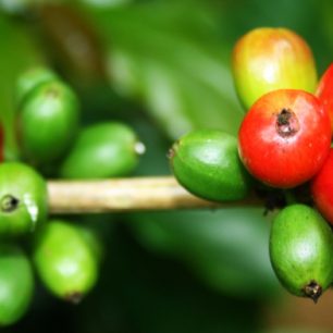 Dozrávající káva, Bolavenská náhorní plošina, Laos