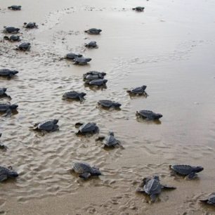 Novorozenci míří do oceánu