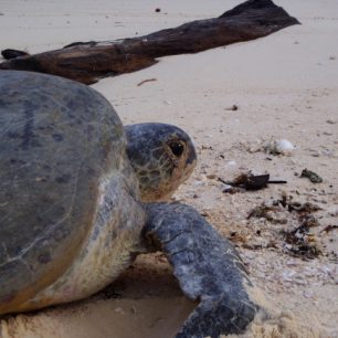 Želvy se na břeh vydávají snášet vejce