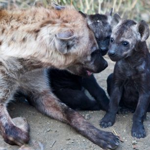 Hyeny nejsou jen krvežiznivá stvoření. Jsou velmi inteligentní a při péče o svá mláďata umí být i něžné. 