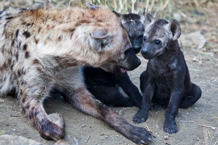 Hyeny nejsou jen krvežiznivá stvoření. Jsou velmi inteligentní a při péče o svá mláďata umí být i něžné. 