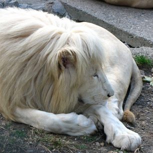 Odpočívající bílý lev
