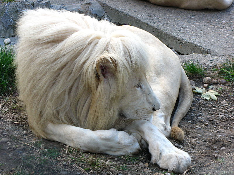 Odpočívající bílý lev