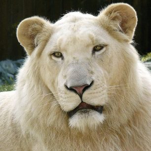 Bílý lev
