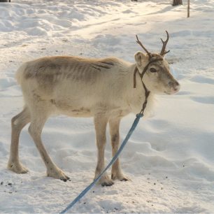 Malé sobě pokousané od vlka na sobí farmě