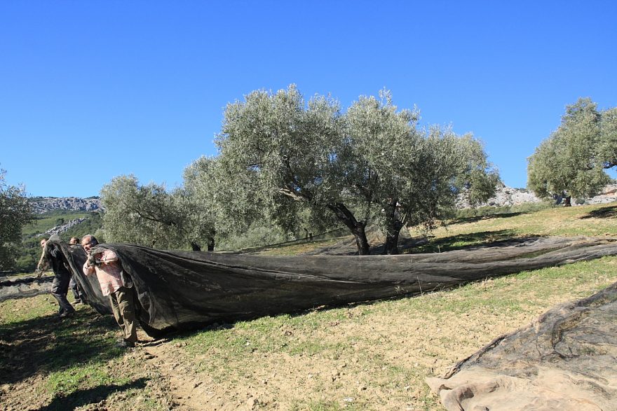 Olivy padají na velké sítě