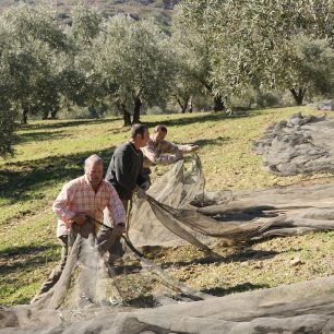 Olivy padají na velké sítě