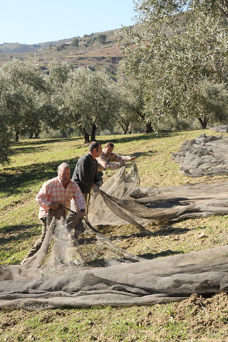 Olivy padají na velké sítě