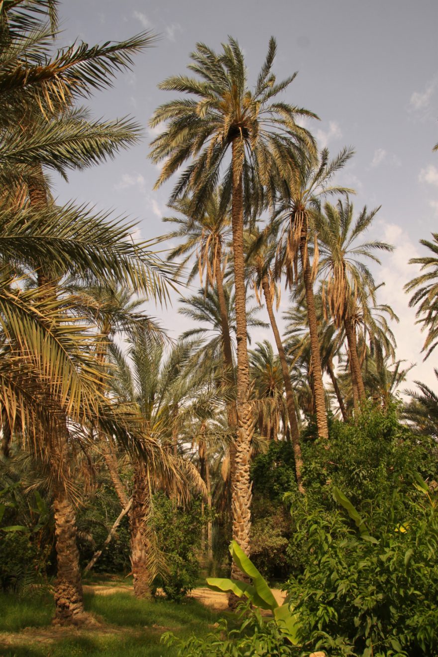 Samičí palmy 