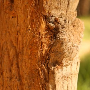 Detail datlového dřeva