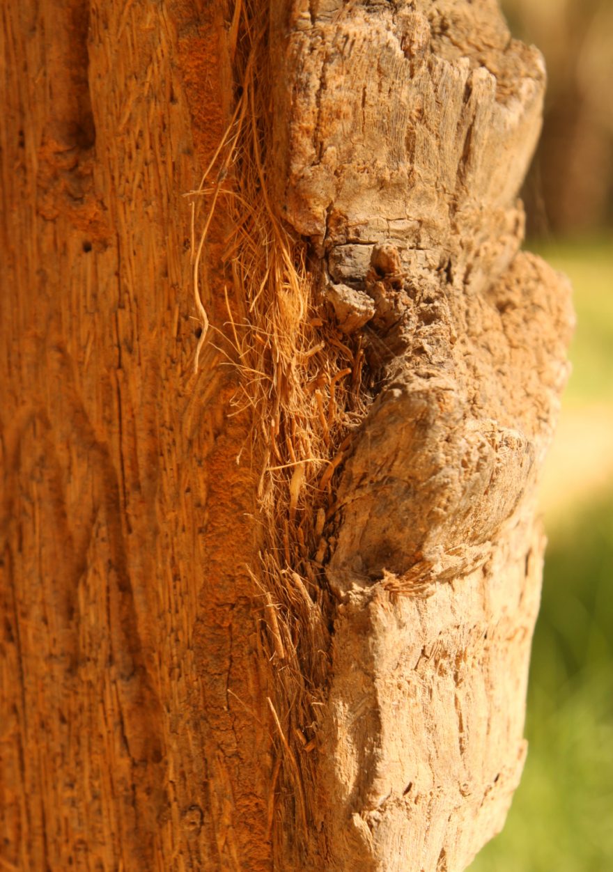 Detail datlového dřeva