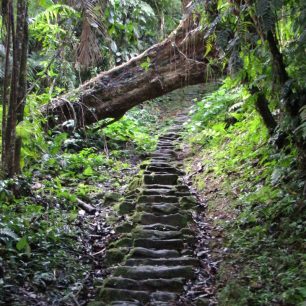 Schody džunglí