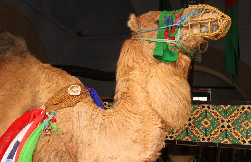 Slavný velbloud u pramene