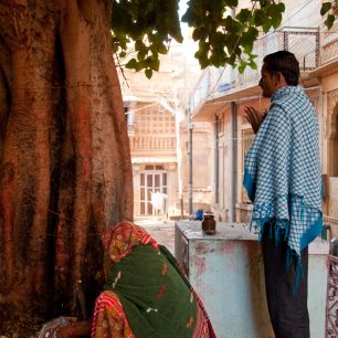 Banyánové stromy jsou posvátné