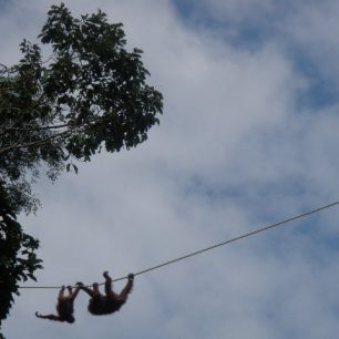 Orangutaní akrobati