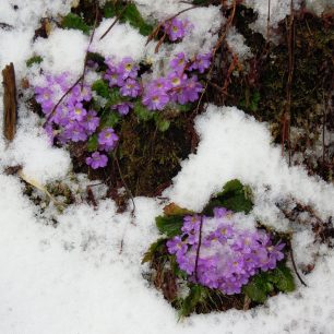 Květy pod sněhem