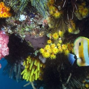 Velký bariérový útes