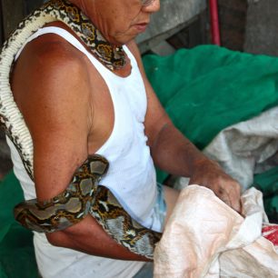 Číňan má s hady léta praxe, brzy ale asi skončí, nahlásili jsme ho úřadům, Sumatra