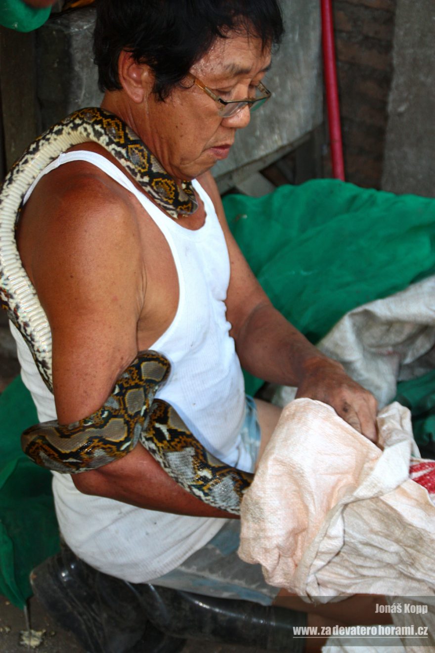Číňan má s hady léta praxe, brzy ale asi skončí, nahlásili jsme ho úřadům, Sumatra