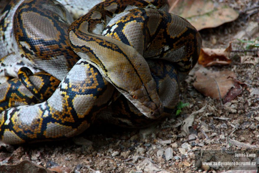 Krásně vybarvená krajta mřížkovaná těsně po svlečení, Sumatra