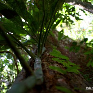 Na každém stromě najdete různé popínavky nebo parazity, Sumatra, Indonésie