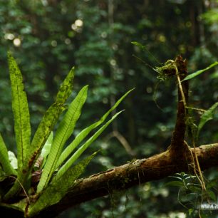 Různé kapradiny nebo parožnatky jsou do deštné lesy typické, Sumatra, Indonésie