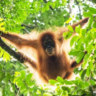 Orangutan sumaterský, ilustrační fotografie