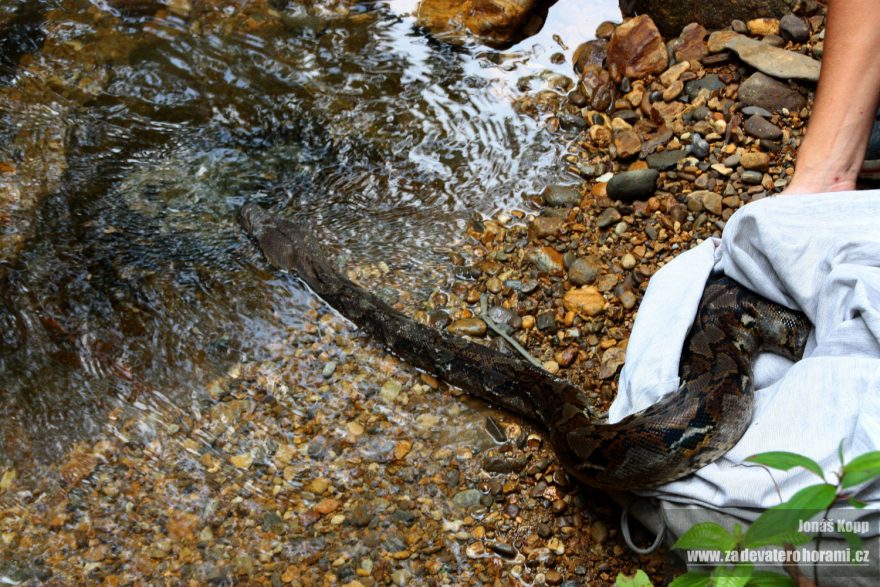 Více než tři a půl metr dlouhá krajta mřížkovaná klidně vylézá z pytle, není důvod se bát, Sumatra, Indonésie
