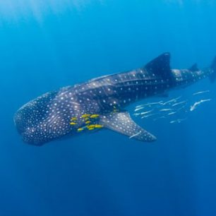 Žralok velrybí, © Pedro Vieyra
