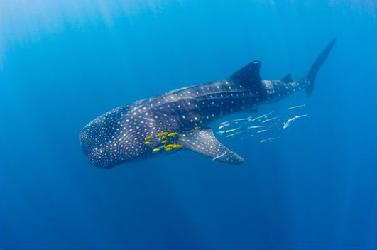 Žralok velrybí, © Pedro Vieyra