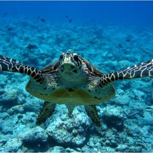 Seychely jsou výjimečné velkou populací želv