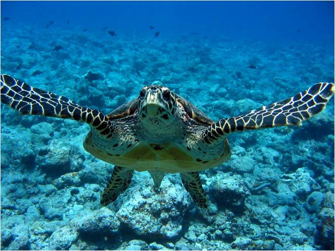 Seychely jsou výjimečné velkou populací želv