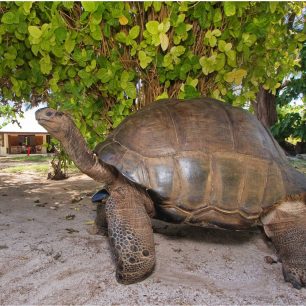 Suchozemská želva, Seychely