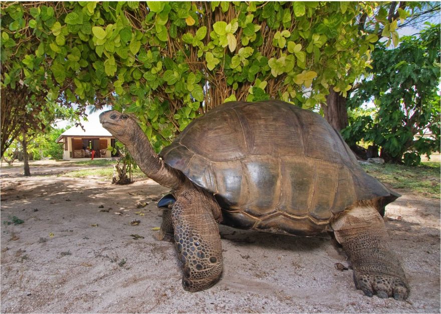 Suchozemská želva, Seychely