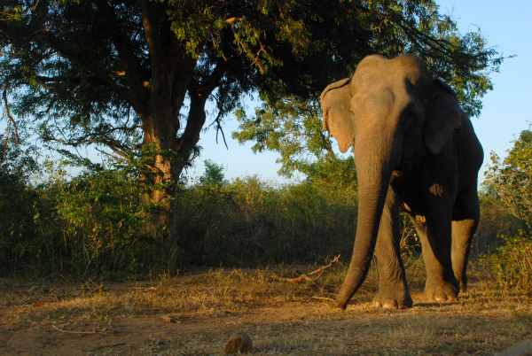 Sloní krasavec, Srí Lanka