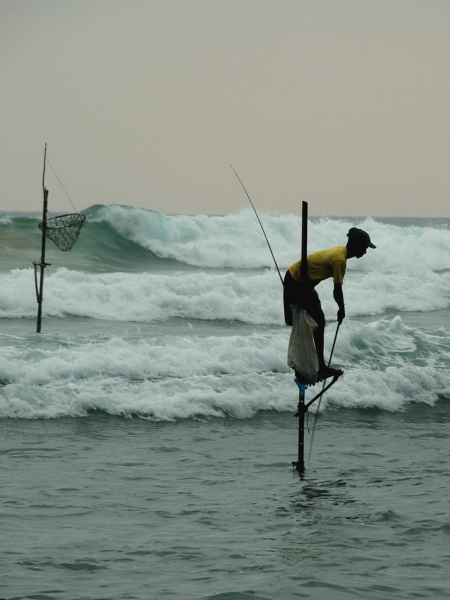 Na jihu Srí Lanky se ještě místy udržuje tradiční styl lovení ryb, při kterém rybáři balancují na kůlech.