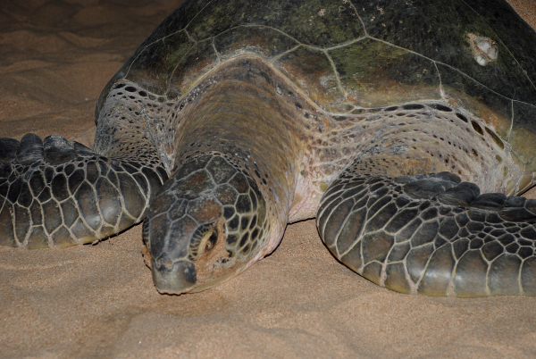 Kareta obrovská patří mezi silně ohrožený druh.