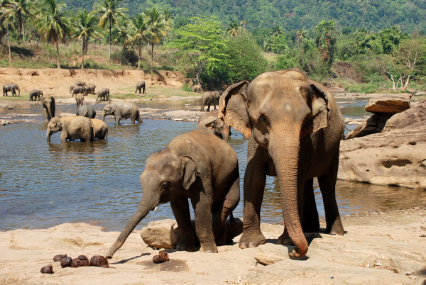 Původně byl v Pinnawalla opravdový sirotčinec pro slůňata. Dnes je zde velké chovné stádo.