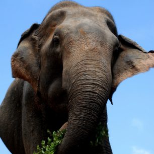 Slon se ke mě opovážil velmi blízko, Srí Lanka